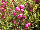 Boronie  feuillage vari, Boronia heterophylla