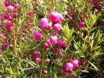 Boronie � feuillage vari�, Boronia heterophylla