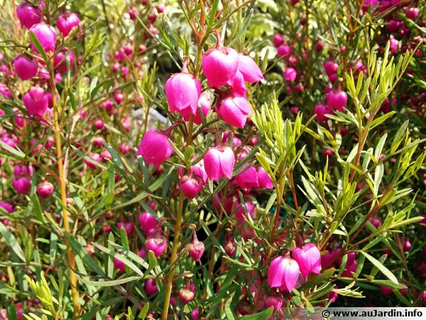 Boronie à feuillage varié, Boronia heterophylla