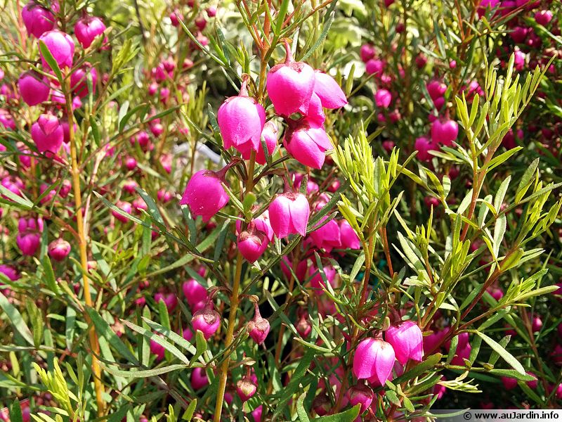 Boronie à feuillage varié, Boronia heterophylla planter, cultiver, multiplier Boronie à feuillage varié, Boronia heterophylla planter, cultiver, multiplier