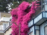 Impressionnant bougainvillier sur une fa�ade en Californie