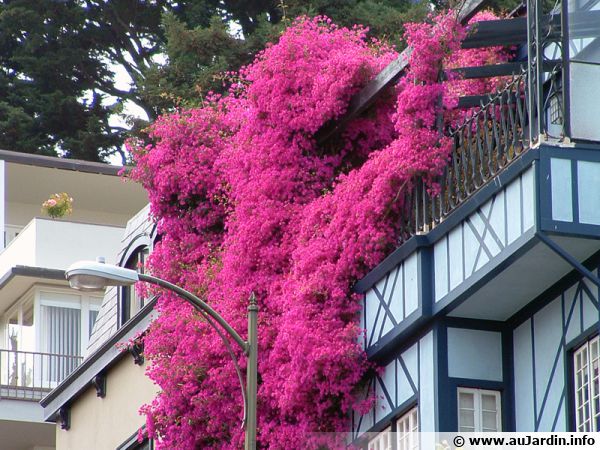 Impressionnant bougainvillier sur une façade en Californie