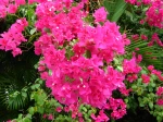 Bougainvillier aux bract�es roses