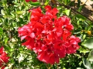 Les bougainvilliers  Phuket - Thalande