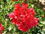 Bougainvillier aux bract�es rouges