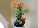 R�ussir la culture du bougainvillier en pot