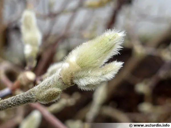 Débourrement de bourgeons de Magnolia stellata tôt en fin d'hiver