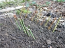 Le bouturage  bois sec