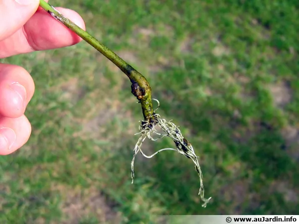 Le bouturage dans l'eau