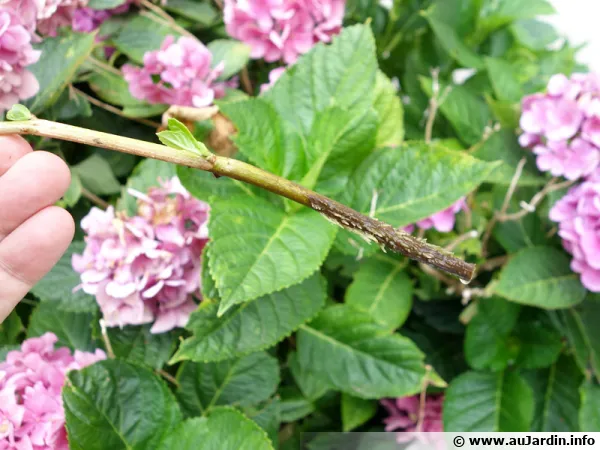 Bouture d'hortensia commençant à produire des racines