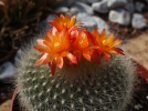 Parodia haselbergii
