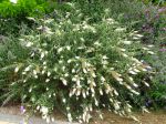 Arbre aux papillons, Buddléia du père David, Buddleia davidii