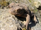 Le crapaud commun, un batracien utile pour votre jardin