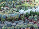 10 cactus faciles de culture