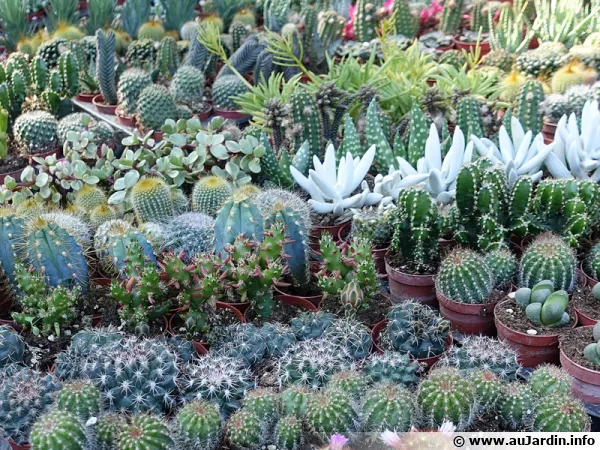 10 cactus faciles de culture, faites votre choix