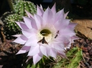 Comment faire refleurir un cactus?