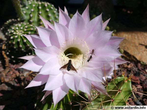 Toujours spectaculaire, la floraison d'un cactus