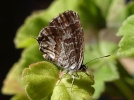 Le Brun du plargonium, un papillon ravageur des graniums