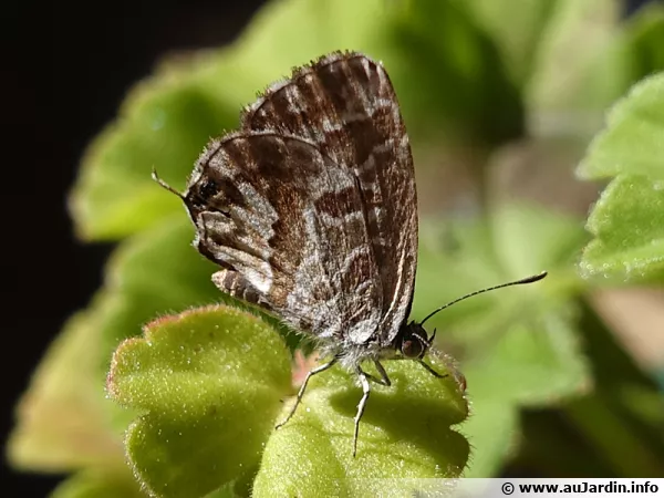 Le Brun du pélargonium sur un géranium