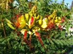 Fleur de Caesalpinia gilliesii, Oiseau de paradis jaune