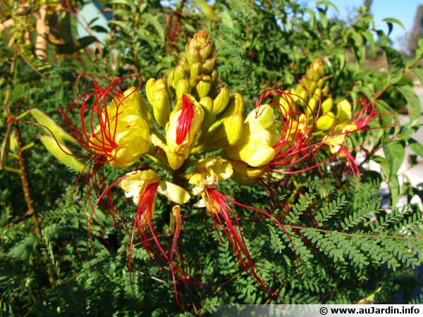 Fleur de Caesalpinia gilliesii, Oiseau de paradis jaune
