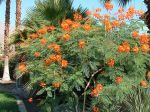 Petit flamboyant, Caesalpinia pulcherrima Petit flamboyant, Caesalpinia pulcherrima