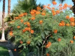 Petit flamboyant, Caesalpinia pulcherrima