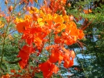 Fleur de Caesalpinia pulcherrima