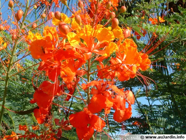 Fleur de Caesalpinia pulcherrima