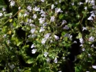 Petit calament, Calament faux npta, Calamintha nepeta