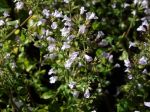Petit calament, Calament faux népéta, Clinopodium nepeta Petit calament, Calament faux népéta, Clinopodium nepeta