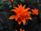 Calath�a safran�, Calath�a fleuri, Calathea crocata