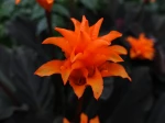 Calath�a safran�, Calath�a fleuri, Calathea crocata