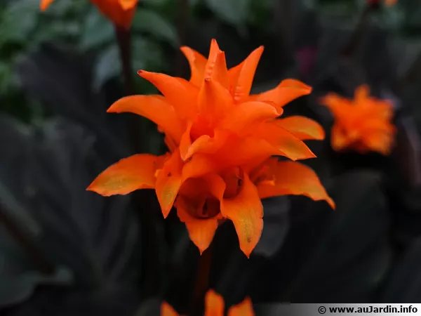 Calathéa safrané, Calathéa fleuri, Calathea crocata