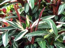 Calath�a plume de paon Triostar, Calath�a tricolore, Plante paon Triostar, Stromanthe sanguinea 'Triostar
