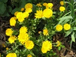 Souci, Calendula officinalis
