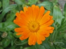Souci, Calendula officinalis