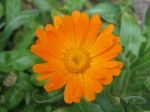 Fleur de souci, Calendula officinalis