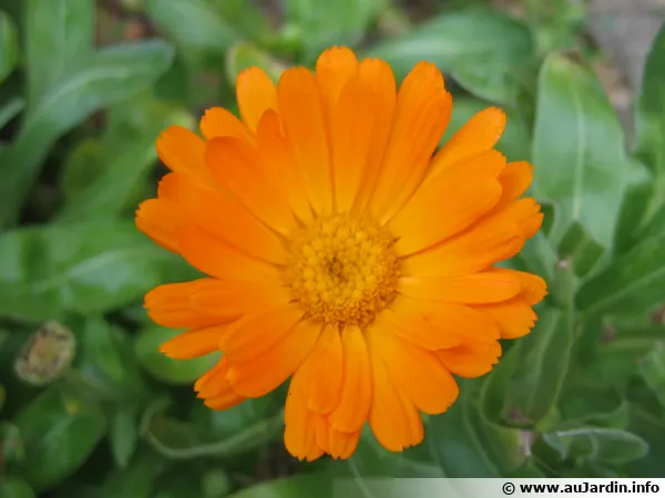 Fleur de souci, Calendula officinalis