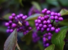 Callicarpe de Bodinier, Arbuste aux bonbons, Callicarpa bodinieri