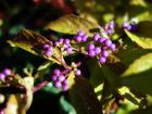 Arbuste aux bonbons violets, Callicarpa dichotoma