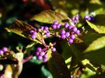 Callicarpa dichotoma 'Issai'