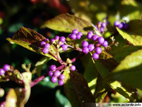 Arbuste aux bonbons, Callicarpa : planter, cultiver, multiplier