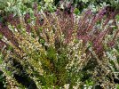 Bruyre commune, Callune d'automne, Calluna vulgaris
