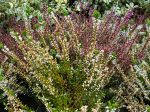 Callune, Bruyère commune, Calluna vulgaris Callune, Bruyère commune, Calluna vulgaris