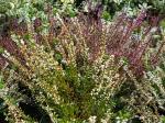 Callune, Bruy�re commune, Calluna vulgaris