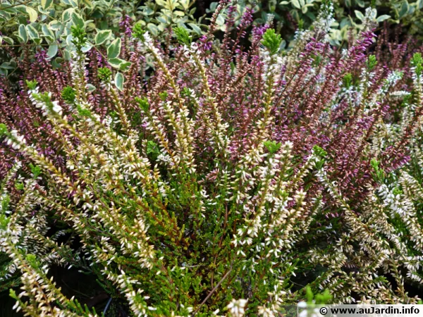 Callune, Bruyre commune, Calluna vulgaris