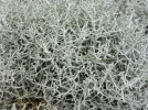 Calocphale de Brown, Coussin argent, Leucophyta brownii