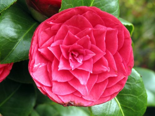 Camélia, Camellia : planter, cultiver, multiplier
