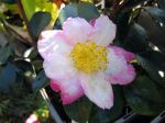 Camellia sasanqua 'Paradise susan' Camellia sasanqua 'Paradise susan'